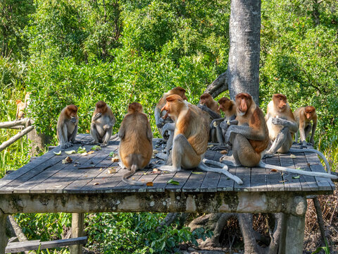 Group of proboscis monkeys feeding together in the wild during the day in Sabah, Malaysia
