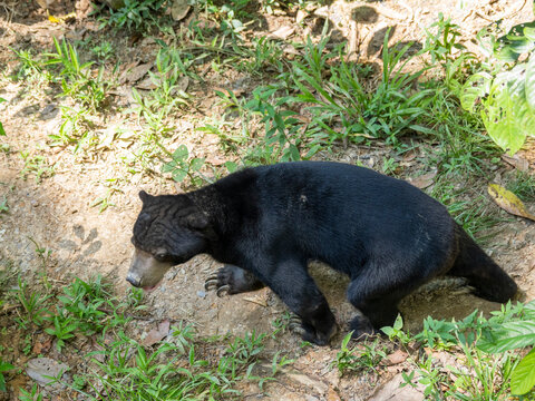 Sun bear walking on the ground in an enclosure at a conservation center in Sabah Malaysia