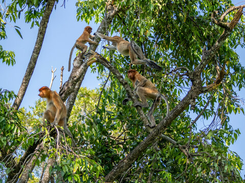 Proboscis monkeys playing on trees at Labuk Bay Sanctuary in Sabah Malaysia