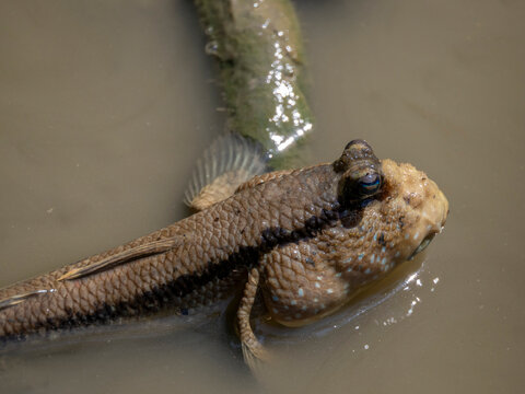 Giant mudskipper swims in muddy water at Sepilok Orangutan Rehabilitation Center in Sabah, Malaysia