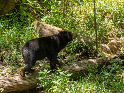 Captive sun bear walks on a fallen log in its enclosure at a conservation center in Sabah Malaysia
