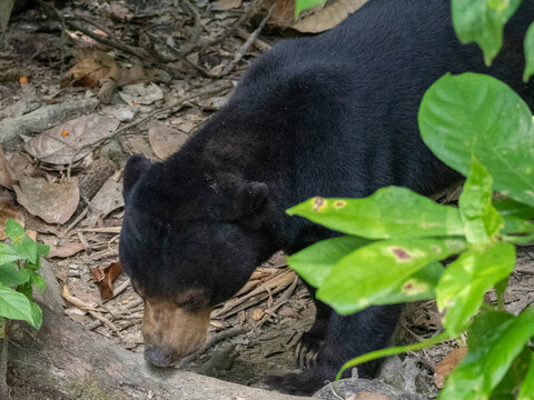 Captive sun bear exploring its enclosure at Bornean Sun Bear Conservation Centre in Sabah Malaysia