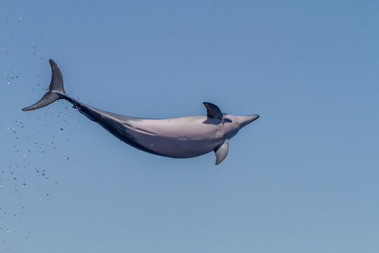 Hawaiian spinner dolphin performs spinning behavior possibly to dislodge remoras in the waters of Lanai, Hawaii, USA