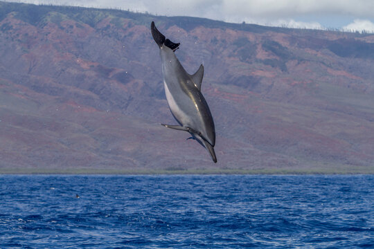 Hawaiian spinner dolphin performs acrobatics while possibly dislodging remoras in clear waters off Lanai, Hawaii, USA