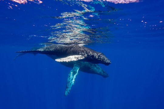Curious cow and calf humpback whales swim together in the clear waters of Hawaii's AuAu Channel