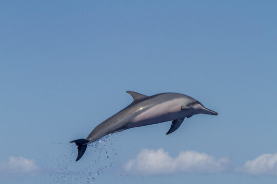 Hawaiian spinner dolphin performs a spin to dislodge remoras in Hawaii waters