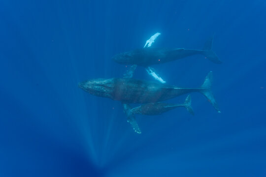 Curious calf swims with escort humpback whale in water of AuAu Channel in Hawaii