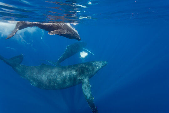 Curious cow calf swims alongside escort humpback whale in AuAu Channel in Hawaii
