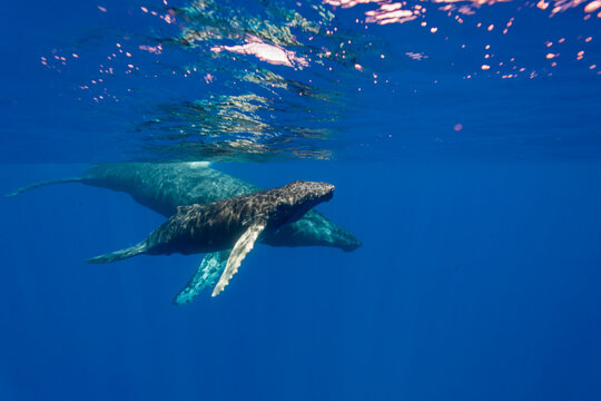Curiosity of calf and cow humpback whales swimming together in clear waters of Hawaii, USA