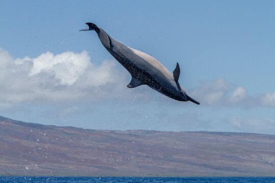 Hawaiian spinner dolphin spins in the water to dislodge remoras near Lanai in Hawaii during daylight