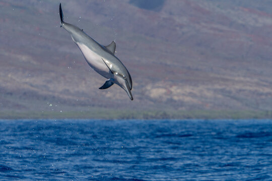 Hawaiian spinner dolphin spins to dislodge remoras near Lanai in Hawaii