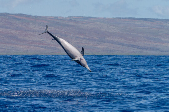 Spinner dolphins perform spins in clear waters to shake off remoras in Lanai, Hawaii