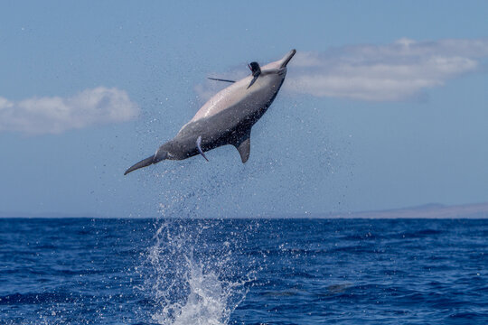 Hawaiian spinner dolphin spins in the ocean to remove attached remoras near Lanai in Hawaii
