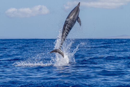 Hawaiian spinner dolphin spins in the ocean to possibly dislodge remoras in Hawaiian waters