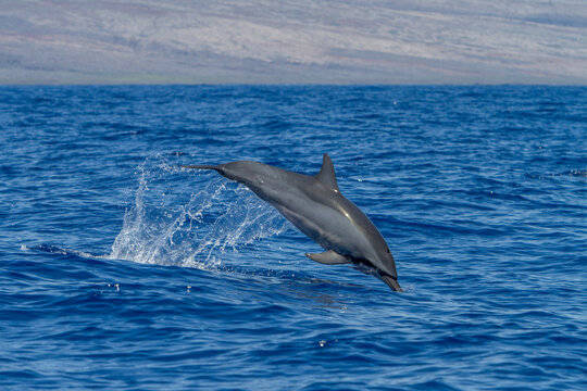 Hawaiian spinner dolphin leaps from the ocean, possibly to dislodge remoras in Lanai, Hawaii, USA
