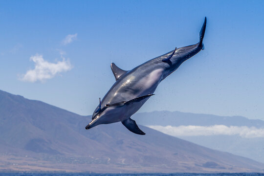 Hawaiian spinner dolphin spins in the water to remove remoras in Lanai, Hawaii during a sunny day