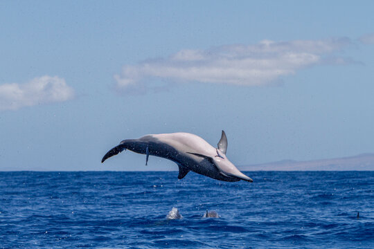 Hawaiian spinner dolphin performs a spin in the ocean to remove attached remoras in Hawaii