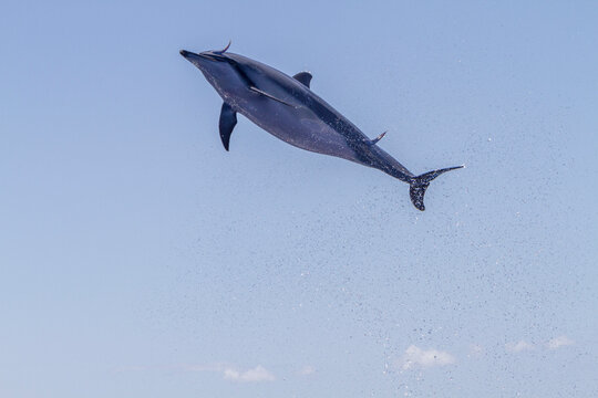 Hawaiian spinner dolphin jumps out of the water to dislodge remoras in the ocean near Lanai, Hawaii, USA