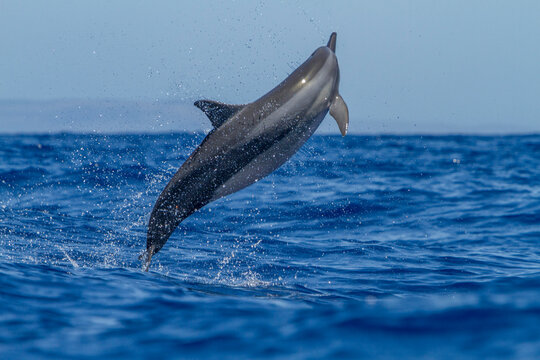 Hawaiian spinner dolphin performs a spin above the water's surface in the ocean