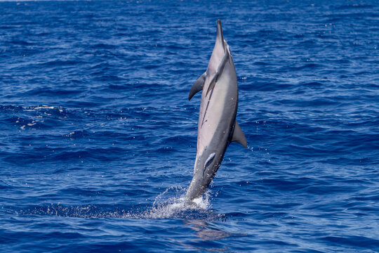 Hawaiian spinner dolphin leaps out of water possibly to remove remoras in Lanai, Hawaii