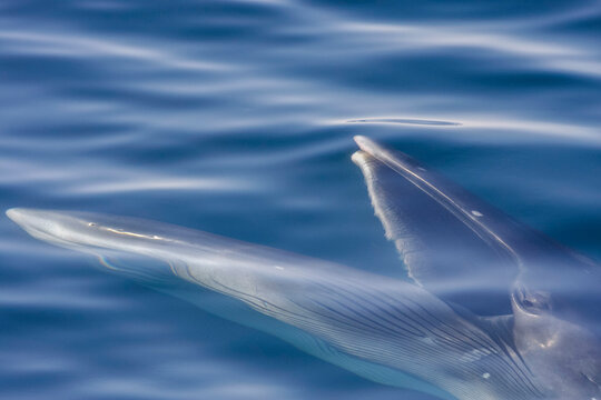 Brydes whale feeding on euphausids in Baja California Sur waters near Isla del Carmen