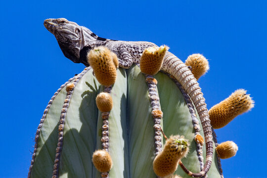 San Esteban spiny-tailed iguana rests on a cactus under clear blue sky in Baja California, Mexico