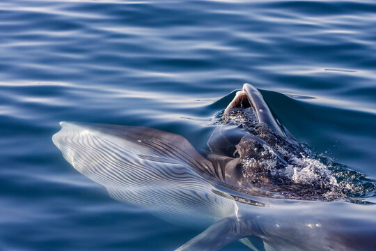 Adult Brydes whale feeding on euphausids near Isla del Carmen in Baja California Sur, Mexico