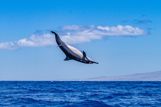 Hawaiian spinner dolphin spins in ocean to dislodge remoras near Lanai in Hawaii