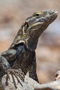 San Esteban spiny-tailed iguana stands on a rock in its natural habitat on Isla San Esteban in Baja California, Mexico