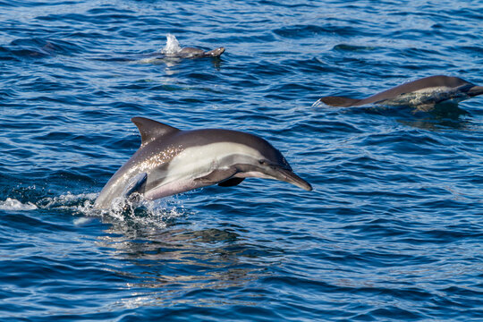 Long-beaked common dolphins jumping in clear water near Isla del Carmen in Baja California Sur, Mexico