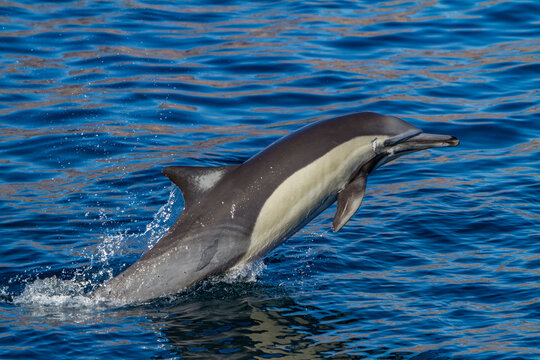 Long-beaked common dolphin jumps out of the water near Isla del Carmen in Baja California Sur, Mexico