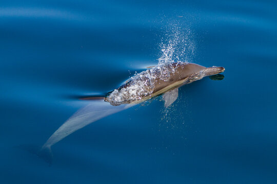 Long-beaked common dolphins swim and play in the ocean near Isla del Carmen in Baja California Sur, Mexico