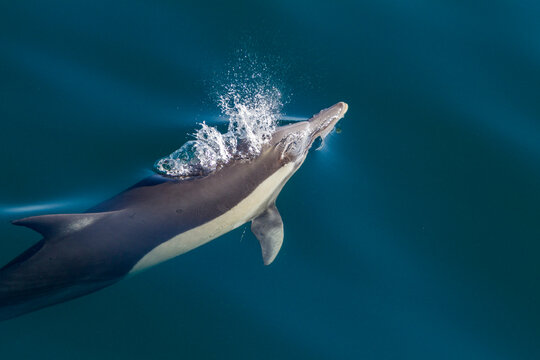 Long-beaked common dolphins swim and leap through water near Isla del Carmen in Baja California Sur, Mexico on a sunny day