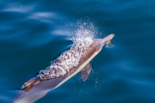 Long-beaked common dolphins swim and play in the waters of Baja California Sur, Mexico