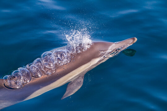 Long-beaked common dolphins swimming near Isla del Carmen in Baja California Sur, Mexico during a sunny day