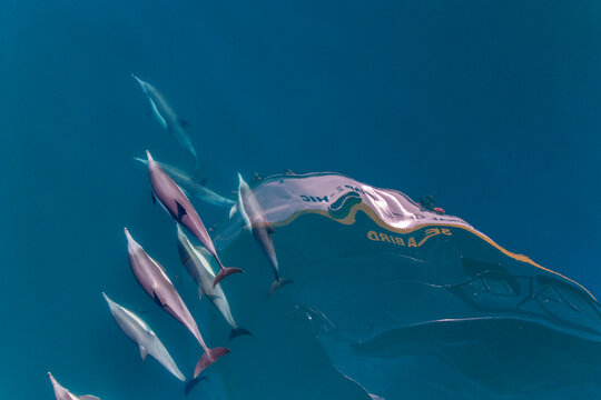 Long-beaked common dolphins bow riding near a boat in clear waters of Baja California Sur