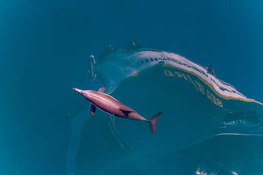 Long-beaked common dolphins bow riding beside a boat in Baja California Sur, Mexico