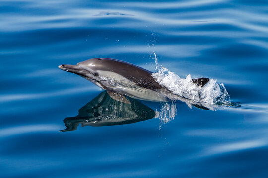 Long-beaked common dolphins swim and jump in clear waters near Isla del Carmen in Baja California Sur, Mexico