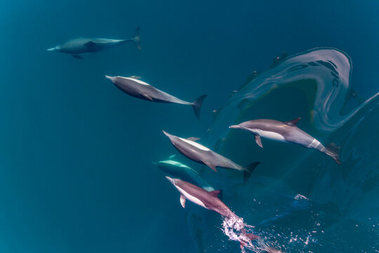 Long-beaked common dolphins bow riding in clear waters off the coast of Baja California Sur in Mexico