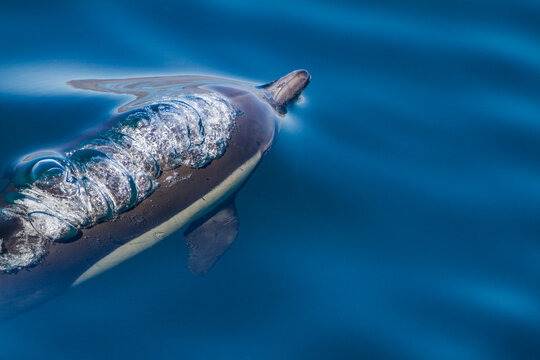 Long-beaked common dolphins swimming near Isla del Carmen in Baja California Sur, Mexico on a sunny day