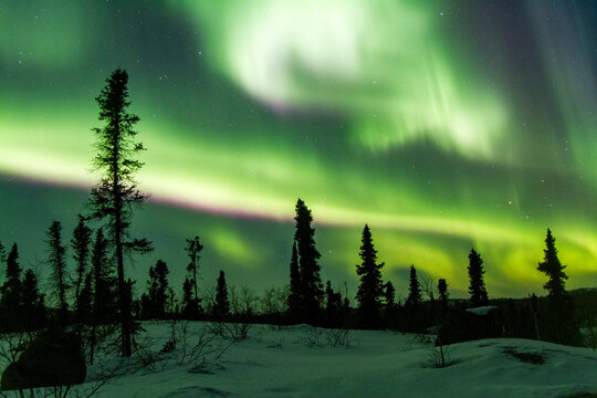 Northern lights dance above boreal forest at Great Slave Lake in wintertime, Northwest Territories, Canada
