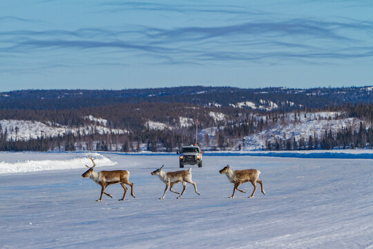 Small group of caribou crossing a frozen landscape while migrating north for food in Canada