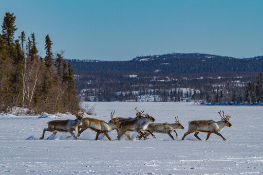 Group of caribou migrating north to feeding grounds across a frozen landscape in Canada