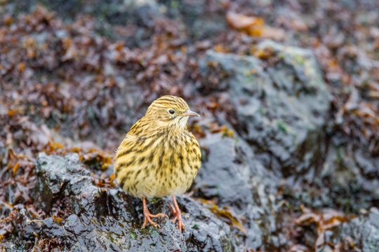 South Georgia pipit forages for food along the rocky shore during low tide on Prion Island in South Georgia