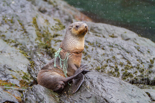 Antarctic fur seal pup tangled in fishing gear on a rocky shore in South Georgia Island