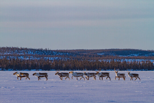 Group of caribou migrating north to feeding grounds near Great Slave Lake in Canada during winter months