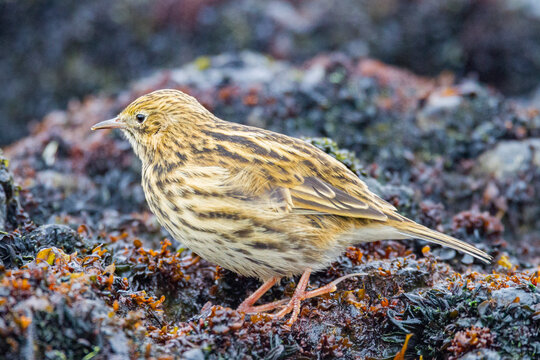 South Georgia pipit forages at low tide on Prion Island in South Georgia and the South Sandwich Islands