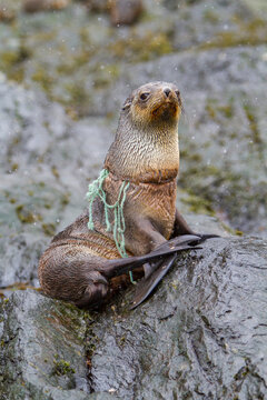 Antarctic fur seal pup tangled in fishing gear on rocky shoreline in South Georgia Island