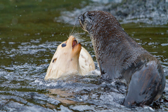 Leucistic Antarctic fur seal pup plays with another seal in water near South Georgia Island