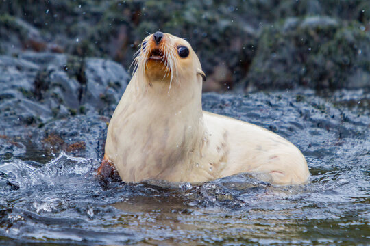 Leucistic Antarctic fur seal pup plays and splashes in the water on South Georgia Island during a sunny day